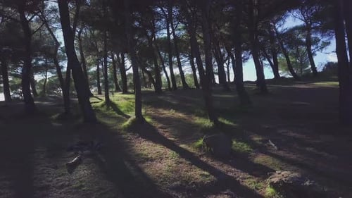 Forest trees. Sunlight over woodland.Summer outdoor environment.