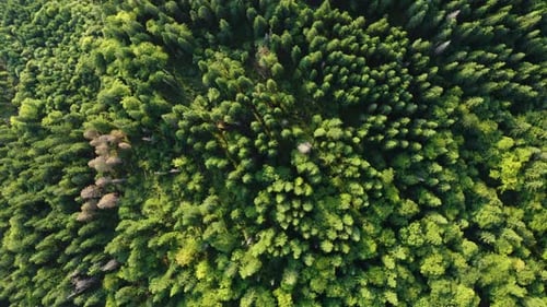 Aerial view of Mountain Green Coniferous Forest, Fly over Pine and Fir Trees