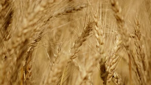 Barley