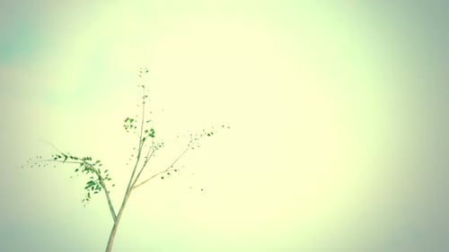 Time-Lapse Animation of a Tree Growing Leaves