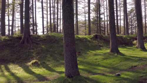 Secluded Forest With Green Mossy Floor at Sunset