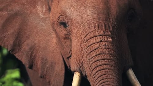 Zeitlupen-Nahaufnahme eines afrikanischen Elefanten in Kenia