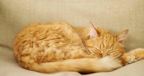 Cute Ginger Cat Sleeping on Beige Chair. Fluffy Pet Dozing on Couch. Cozy Home.