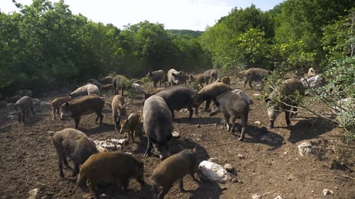 Wildschweingehege (Sus scrofa) im Jagdrevier, statischer Schuss