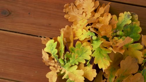 Oak Leaves Displayed on Rustic Wood Surface