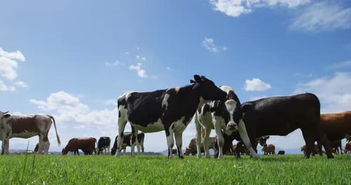 Cattle grazing in the farm 4k