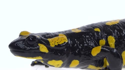 Close up of Fire Salamander on White Background
