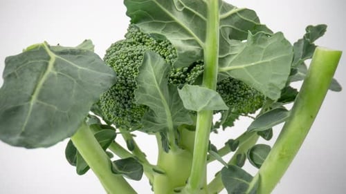 Rotating Broccoli Plant on White Background