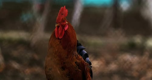 Hen
