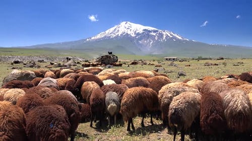Brown Sheeps on Ararat Mountain in Anatolia Turkey