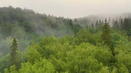 Aerial shot of mountain valley forest in fog, low flight over treetops, 4K view