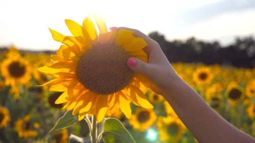 Female Hand Touching Beautiful Sunflower in the Field with Sun Flare at Background