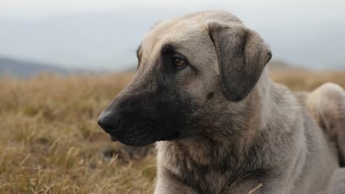 Smart look of Canis lupus familiaris 4K 2160p 30fps UltraHD footage - Close-up domestic shepherd dog