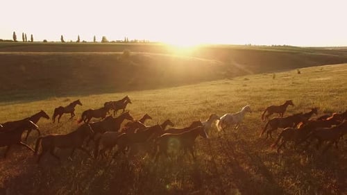 Los caballos corren.