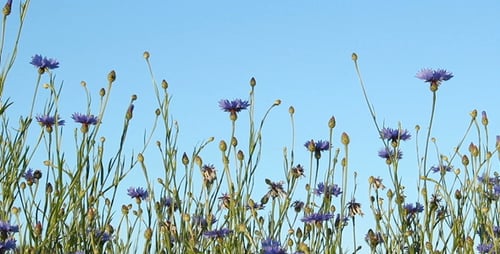 Field of Purple Flowers against Blue Sky