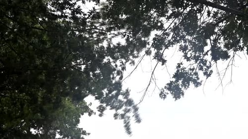 Branches Blowing Gently in Overcast Conditions