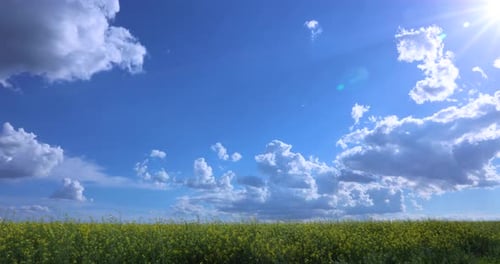 Champ de colza avec ciel bleu et nuages