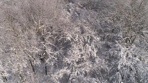 Aerial View of Winter Forest Covered with Snow