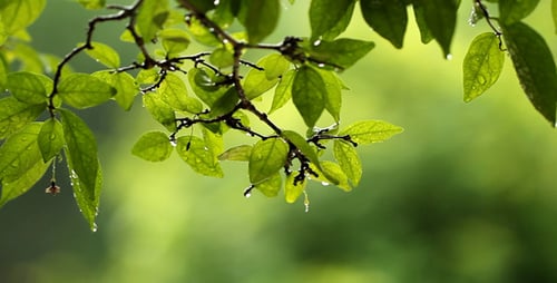 Rain Falling on Green Tree Leaves