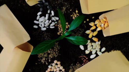 Seeds on the Soil for the Sowing Season