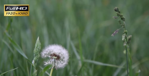 Dandelion in Green Field Calm Rural Scene