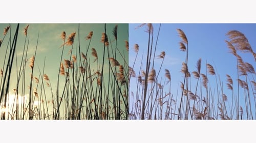 Tall Reeds Swaying Gently in the Golden Light
