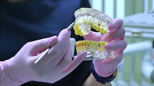 Dental Professional Demonstrates on Clear Teeth Model