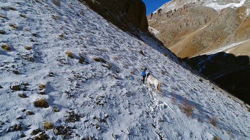 Mountaineer And Mule