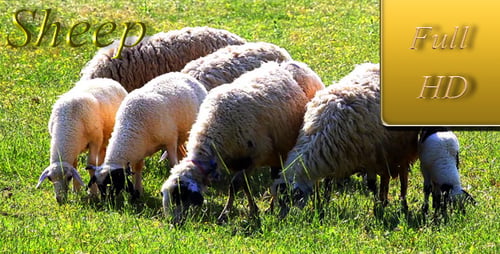 Sheep