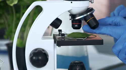 Primer plano de las manos de un científico en guantes de laboratorio colocando la hoja de la planta en el escenario y ajustando