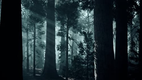 Tronco de árbol negro en un bosque de pinos oscuros