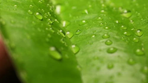 Grünes Blatt in der Natur