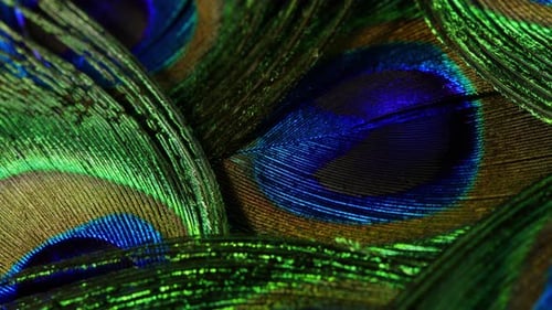 Feathers of Tropical Peacock Bird. Macro Rotation Close-up View. Beautiful Animals. Color Accuracy