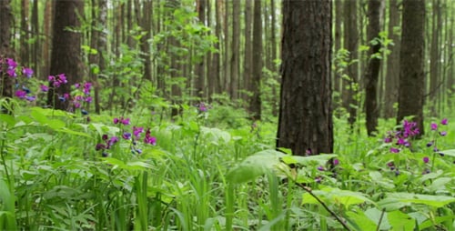 Spring Forest