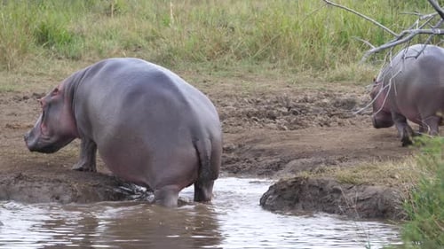 Hippo walks out a waterpool