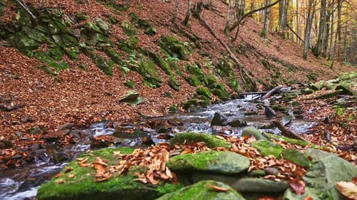 Mountain River with Autumn Logs and Leaves
