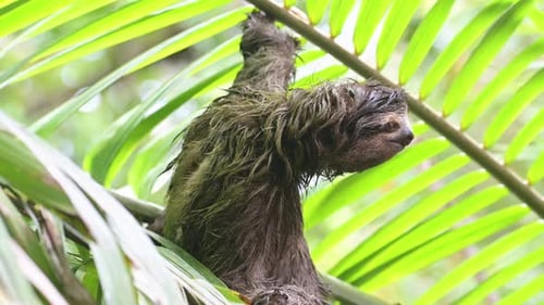 Costa Rica Sloth in Rainforest, Climbing a Tree, Brown Throated Three Toed Sloth (bradypus variegatu