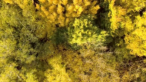 Autumn forest with bright orange and yellow leaves. Dense woods in sunny fall weather.