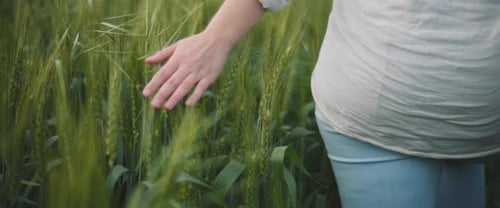 Woman's Hand Touching Green Grass in A Wheat Field