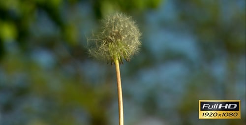 Delicate Dandelion Seed Head Blowing in the Wind