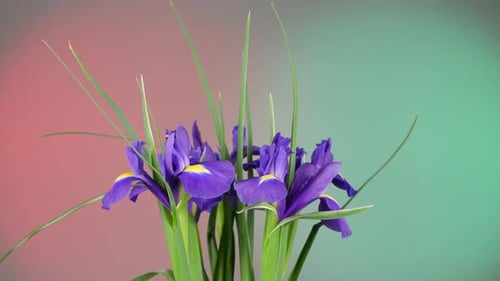 Schöne Irisblüten auf Rot und Grün, Rotation