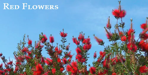 Red Flowers 2