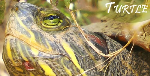 Turtle 1