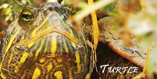 Turtle 2