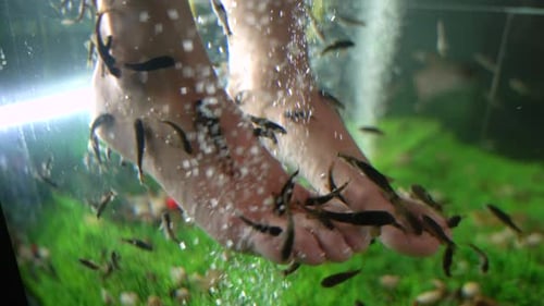 Fisch-Massage