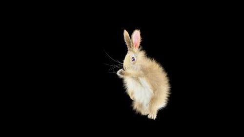 Hase: Tanzen HD
