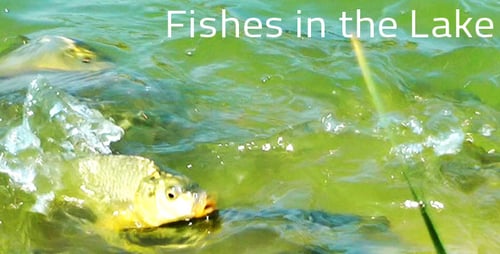 Fishes In The Lake 3