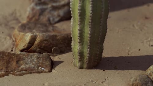 Nahaufnahme des Saguaro-Kaktus im Sand