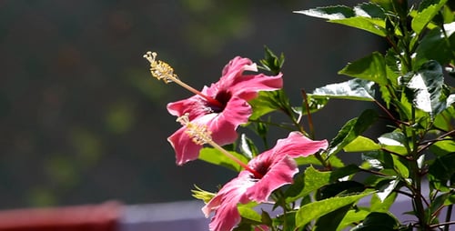 Beautiful Pink Flowers Swaying Gently in the Breeze