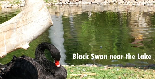 Schwarzer Schwan in der Nähe vom See